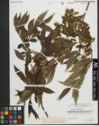 Foto von Salix pentandra L.